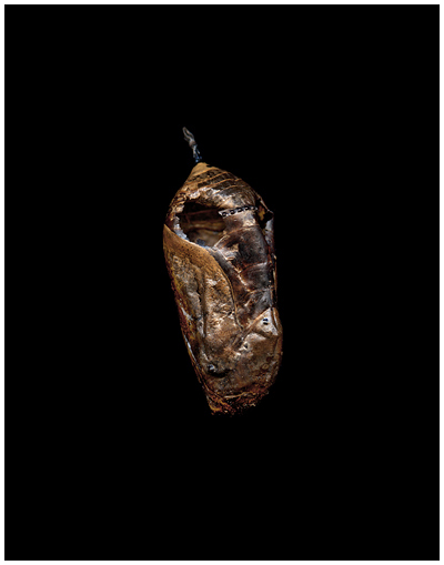 Moth Pod by Roy DiTosti
