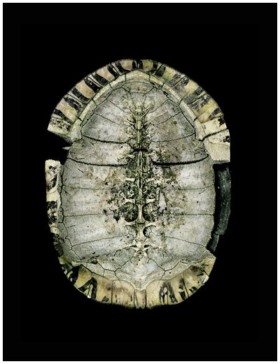 Turtle Shell Under by Roy DiTosti