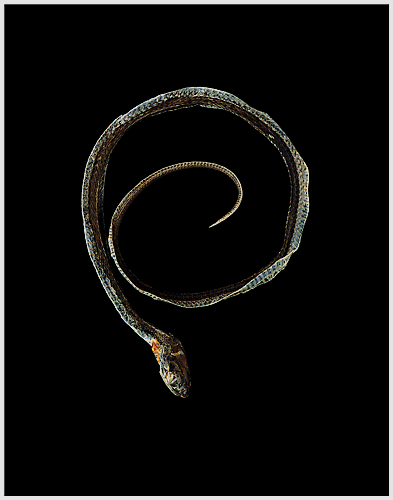 Garter Snake by Roy DiTosti