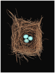 Blue Eggs Nest by Roy DiTosti